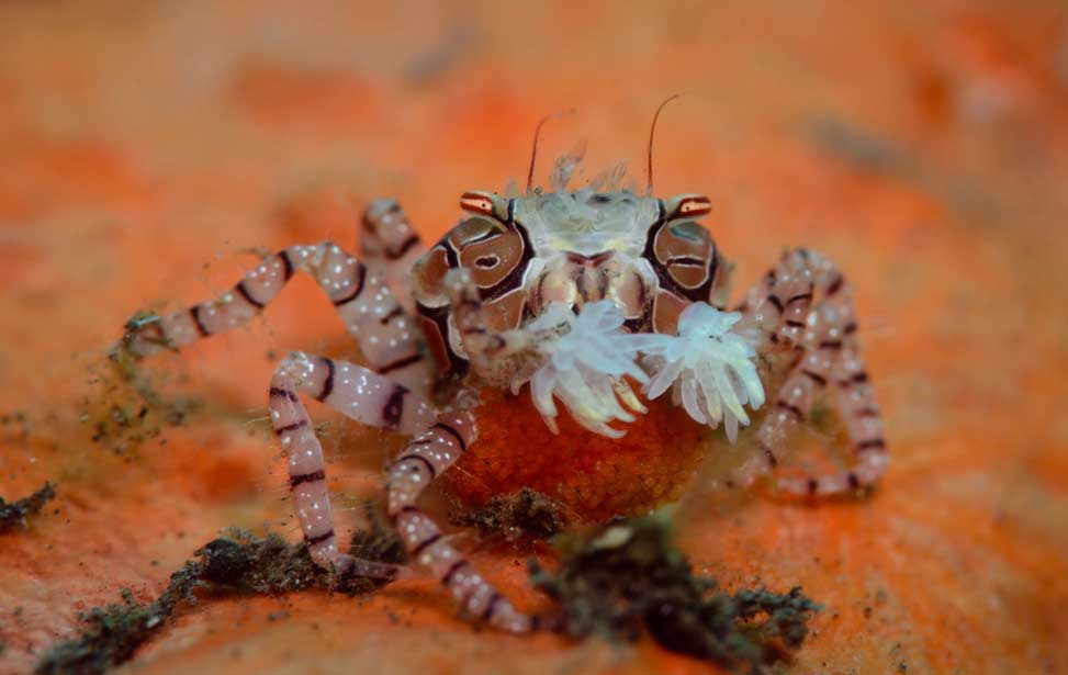 8 Facts About The Pom-pom  Crab